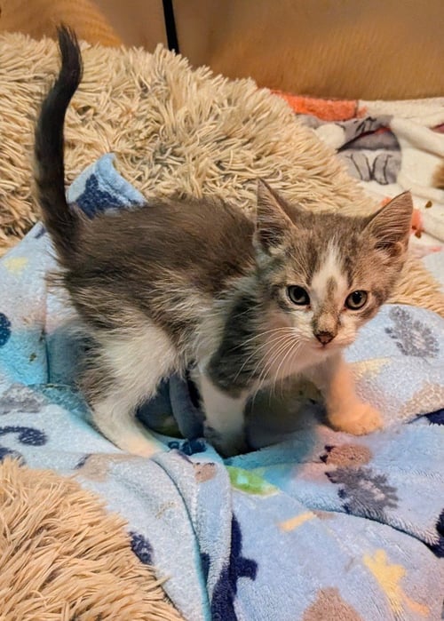 ROCKWELL - Domestic Short Hair available for adoption