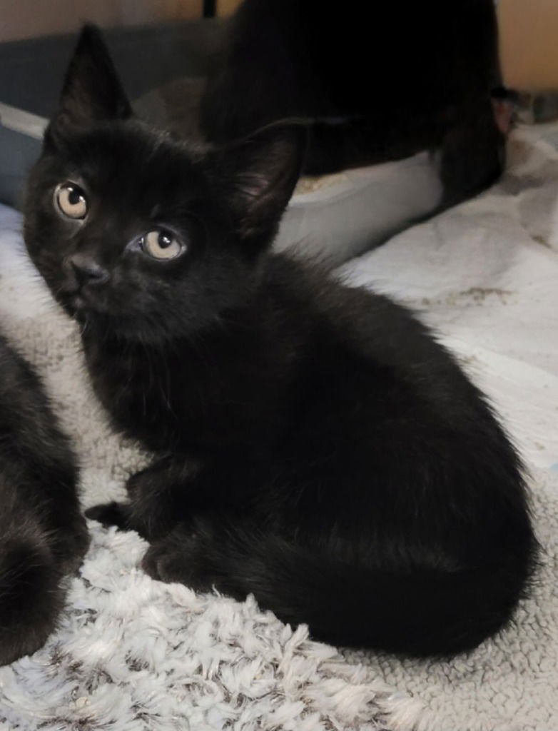 MUESLI - American Shorthair available for adoption