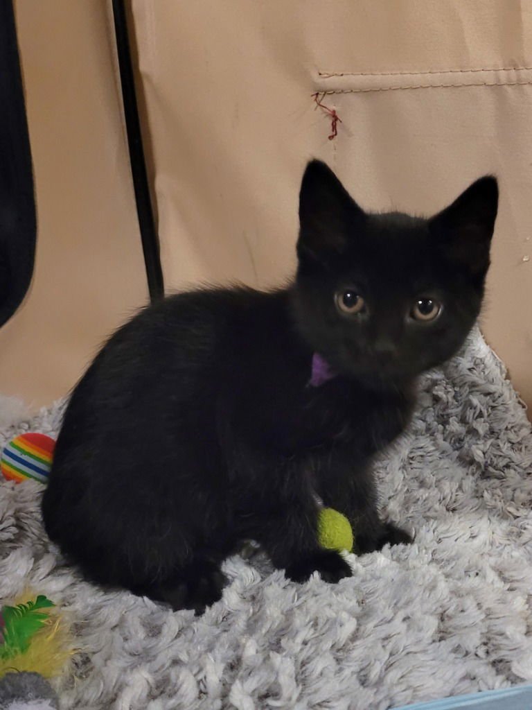 MUESLI - American Shorthair available for adoption