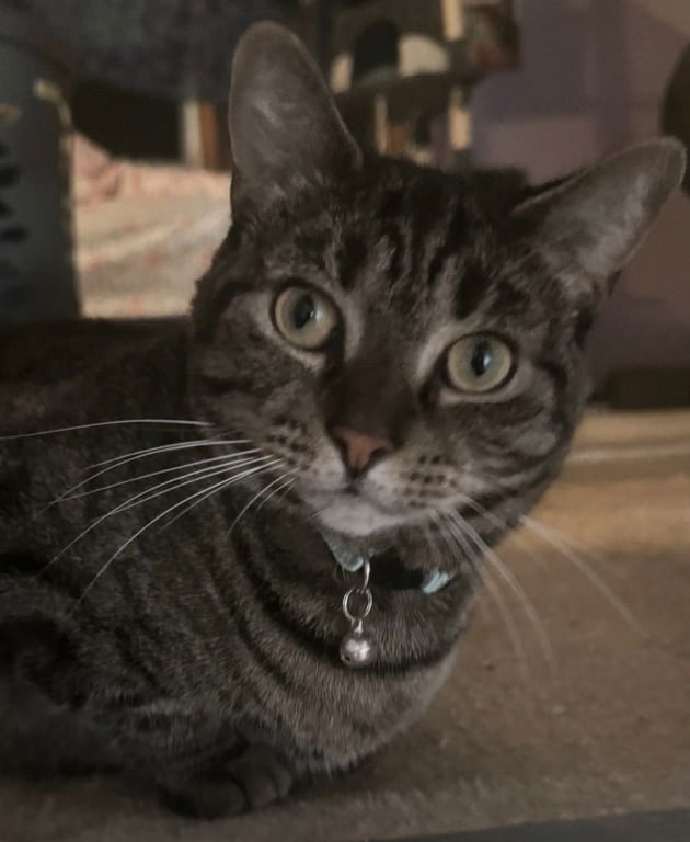 Roxy Image