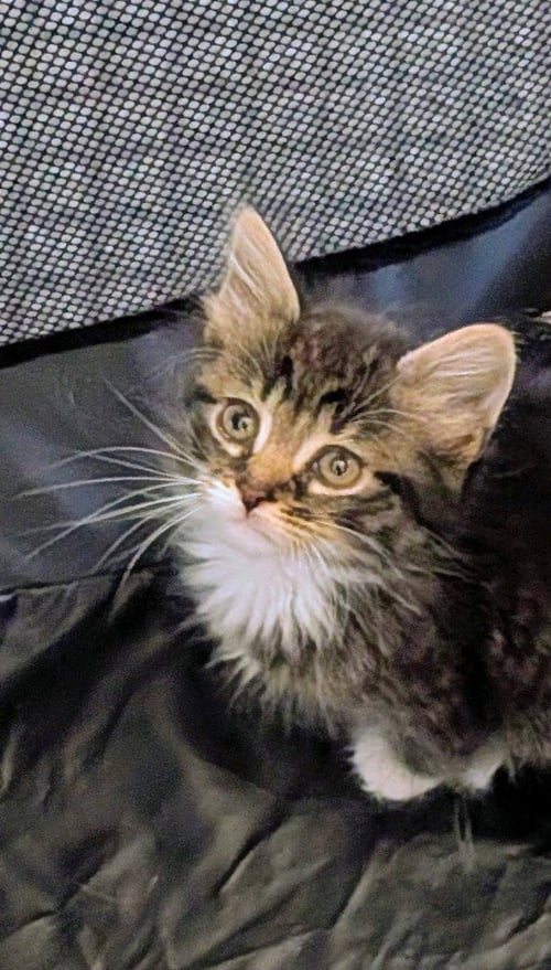 BELLAIRE - Domestic Long Hair available for adoption