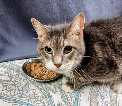 BIG CHIEF BOGO - Domestic Short Hair available for adoption