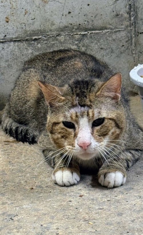 BANSHEE - American Shorthair available for adoption