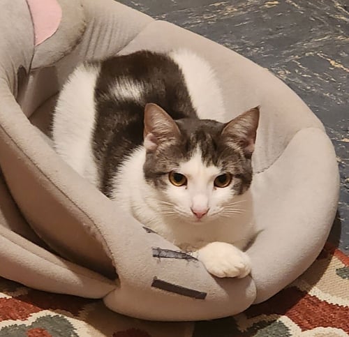 ORAH - American Shorthair available for adoption