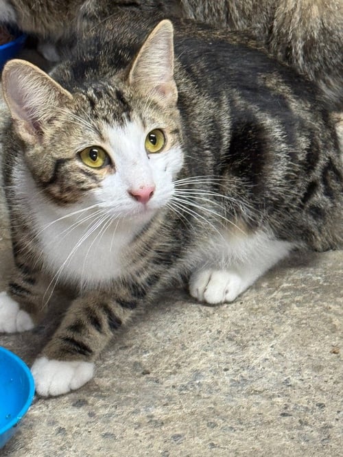 NOVA LEE - Domestic Short Hair available for adoption