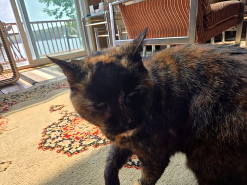 MUD - Domestic Short Hair available for adoption