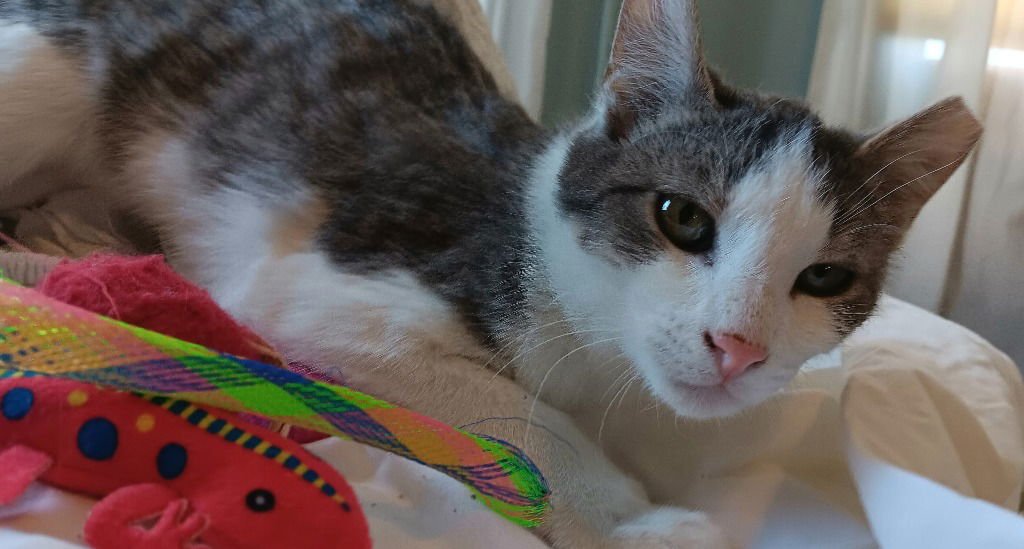 SMITTY - American Shorthair available for adoption