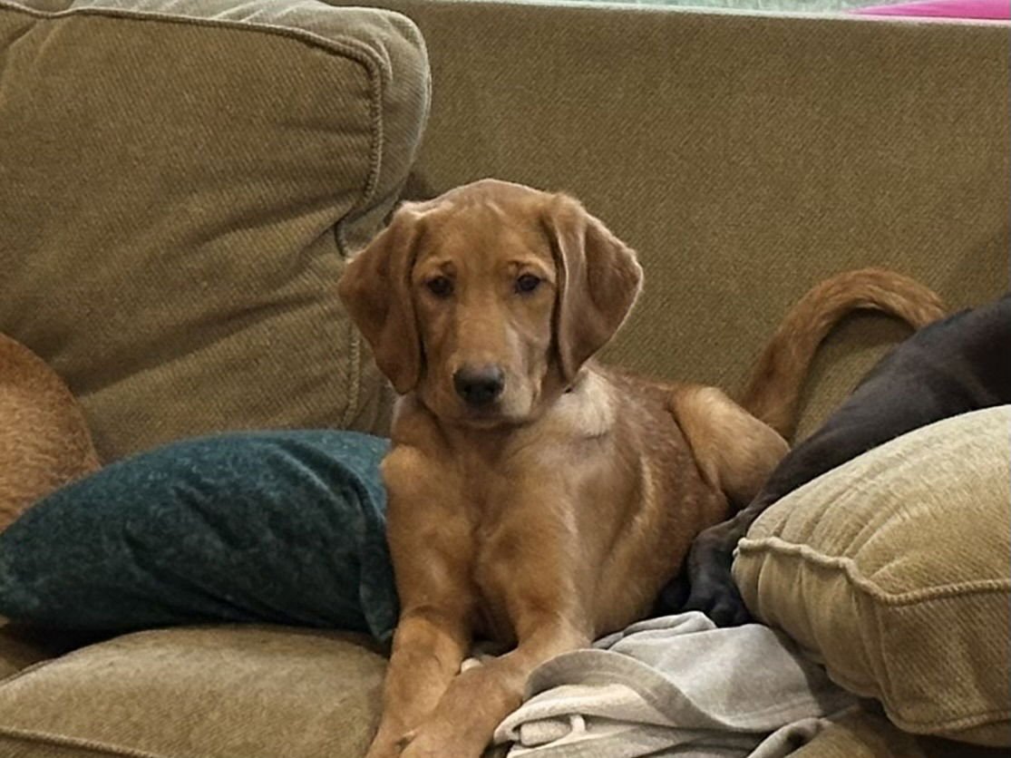 WISHBONE - Labrador Retriever / Poodle (unknown type) available for adoption