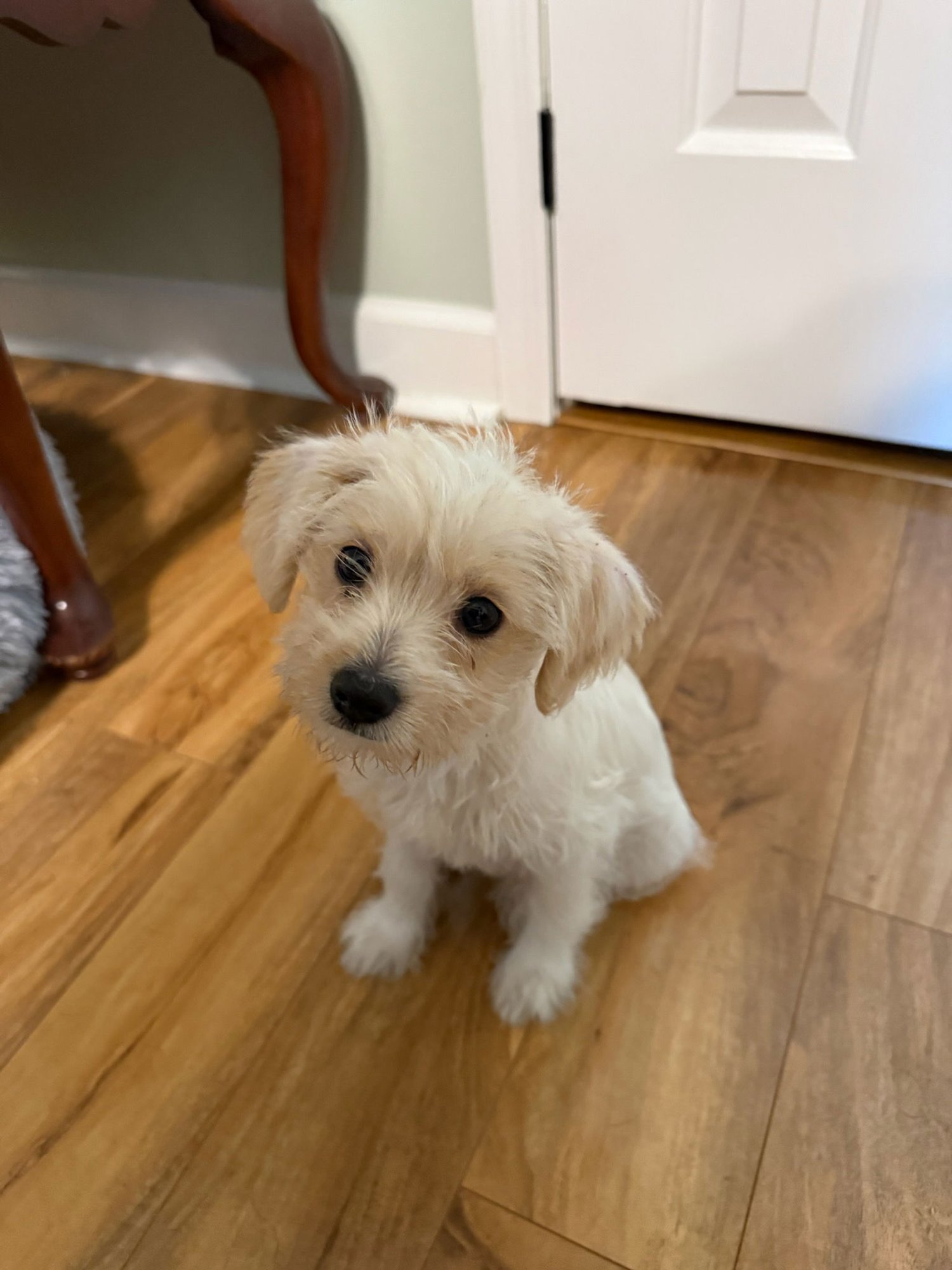 CUPID - Unknown available for adoption