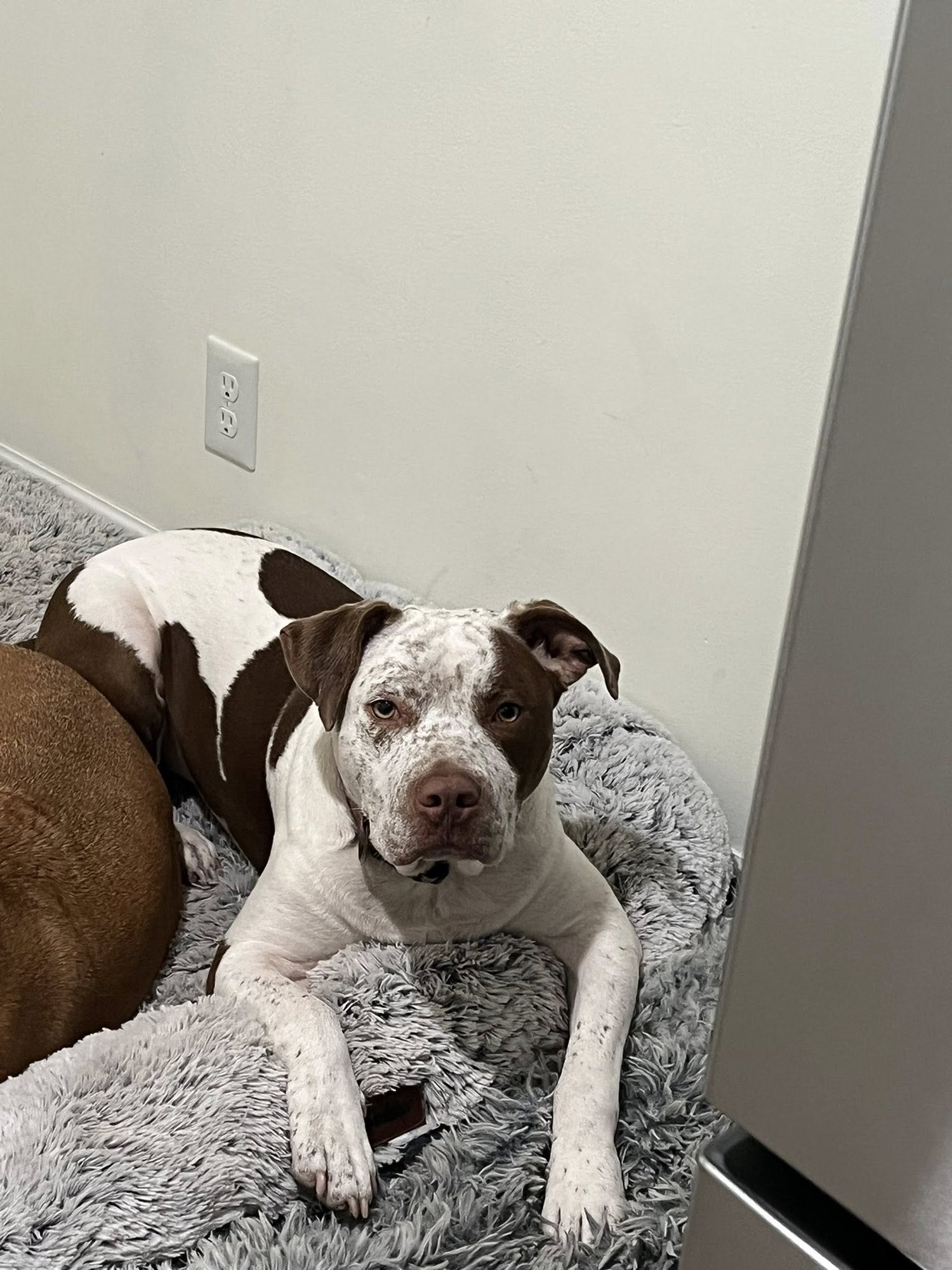 BOE BOE - Pit Bull Terrier available for adoption