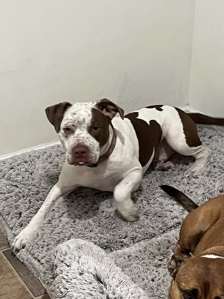 BOE BOE - Pit Bull Terrier available for adoption