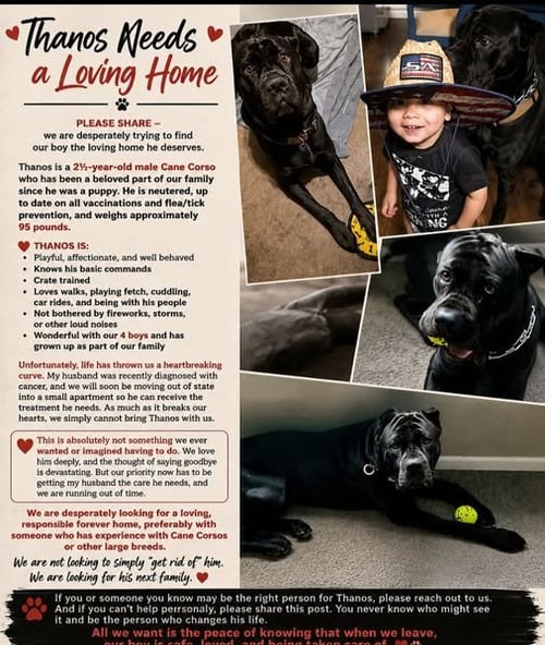 THANOS - Cane Corso Mastiff available for adoption