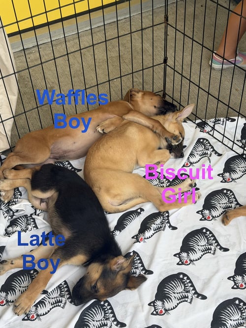 BISCUIT - Shepherd / Retriever available for adoption