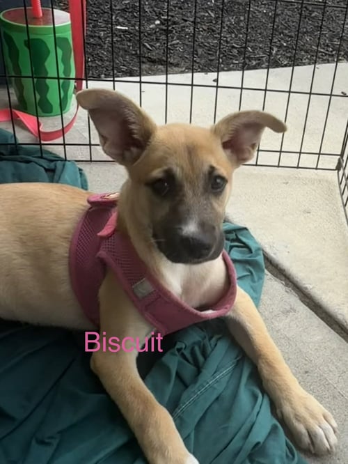 BISCUIT - Shepherd / Retriever available for adoption