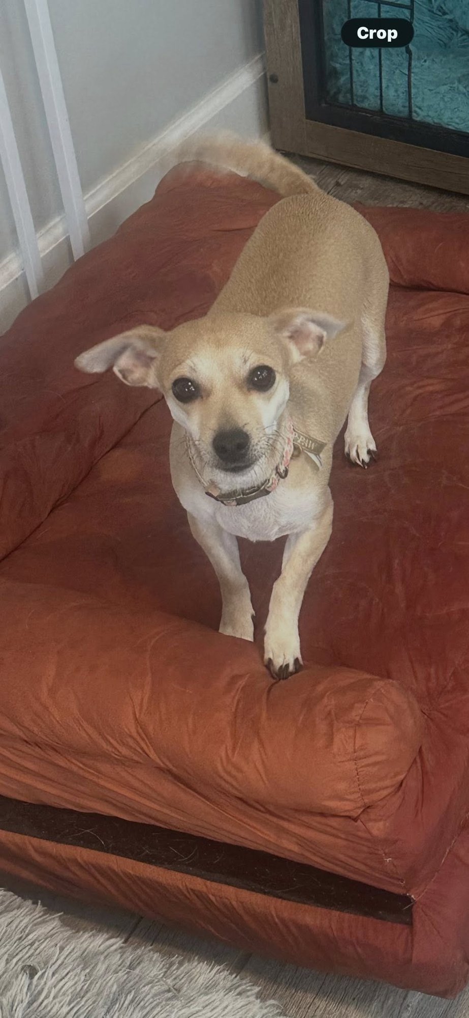 MOMMA - Chihuahua available for adoption