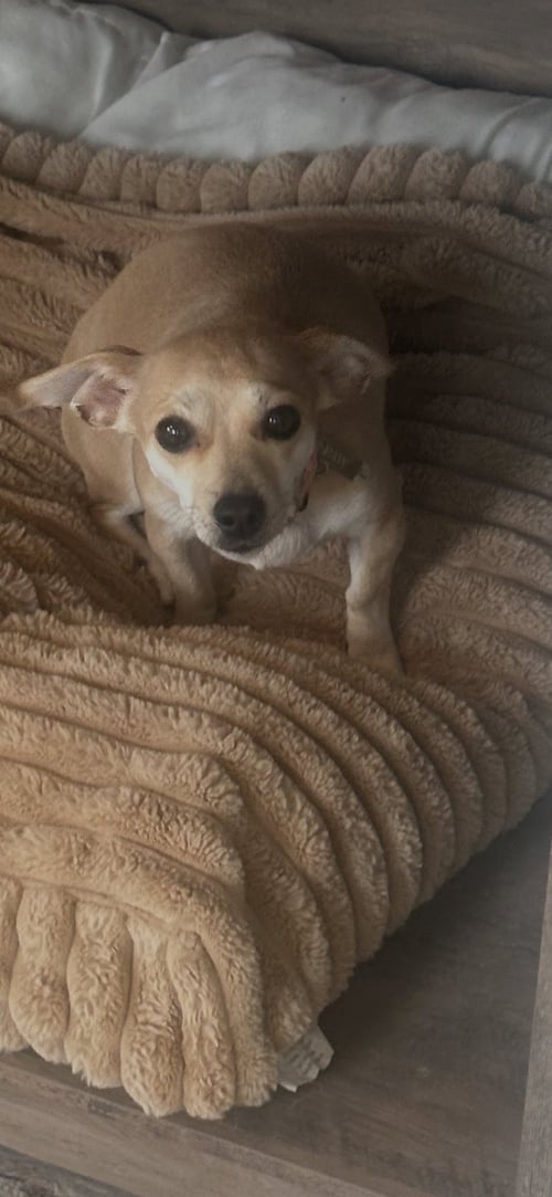 MOEY - Chihuahua available for adoption