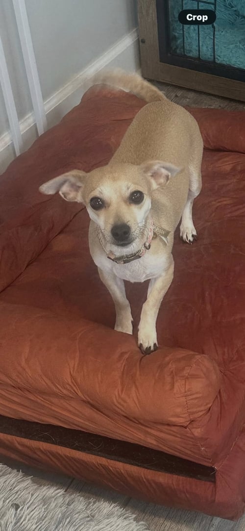 MOEY - Chihuahua available for adoption