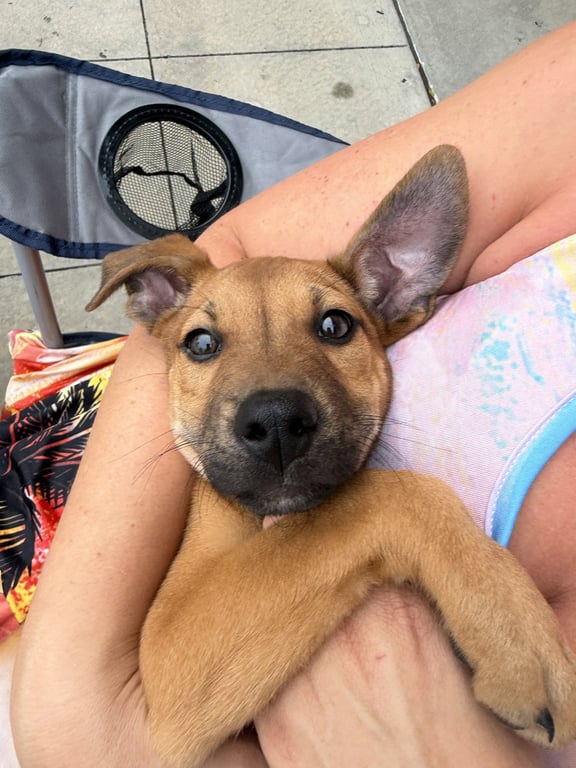 Buster Image