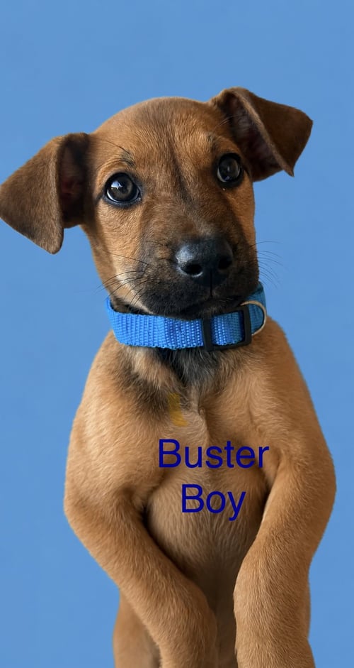BUSTER - Hound / Retriever available for adoption