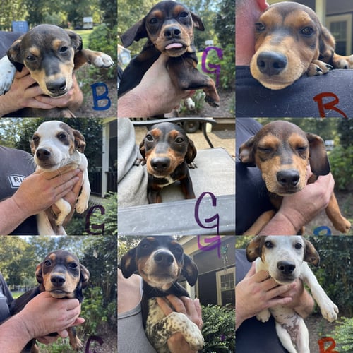 AUTUMN LITTER - Unknown available for adoption