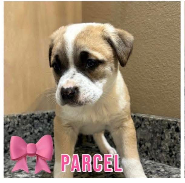 PARCEL - Retriever / Boxer available for adoption