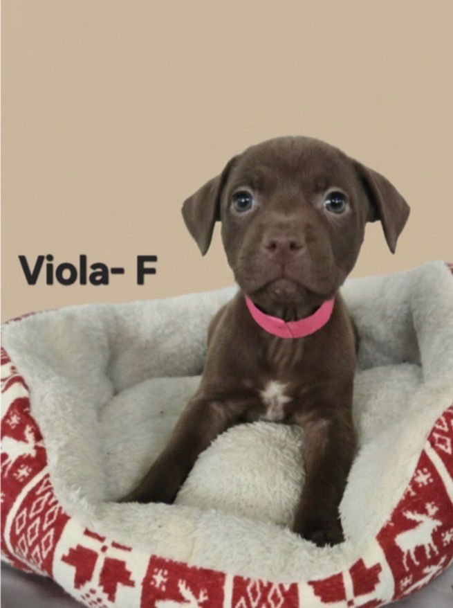 VIOLA - Labrador Retriever / German Shorthaired Pointer available for adoption