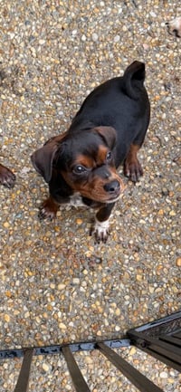 Litter of 9 - Photo 7