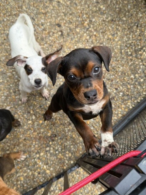 LITTER OF 9 - Beagle / Chihuahua available for adoption