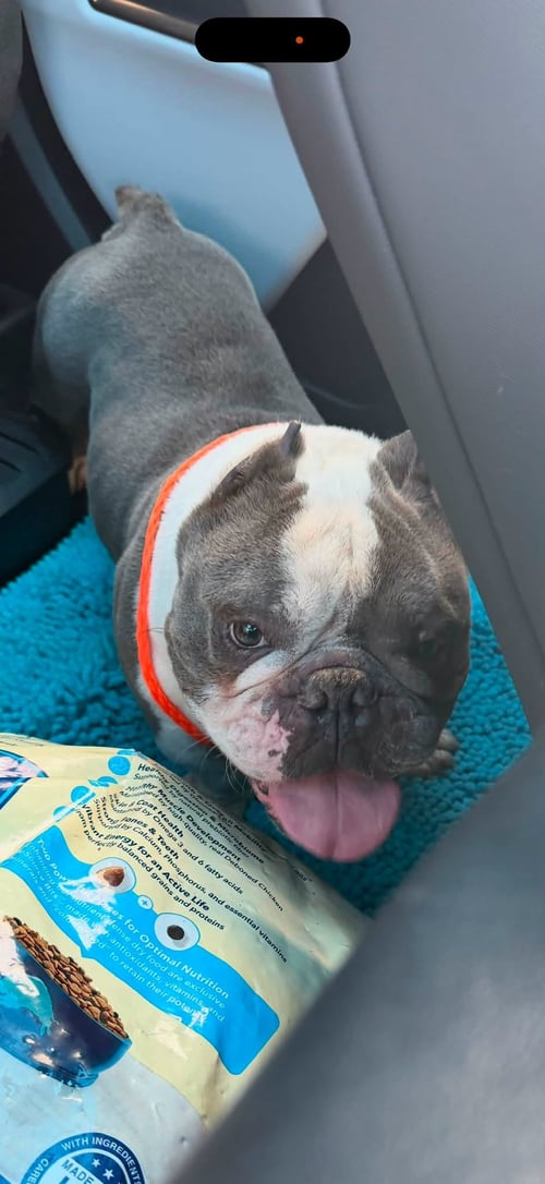 DANNY DEVITO - Bulldog / American Bulldog available for adoption