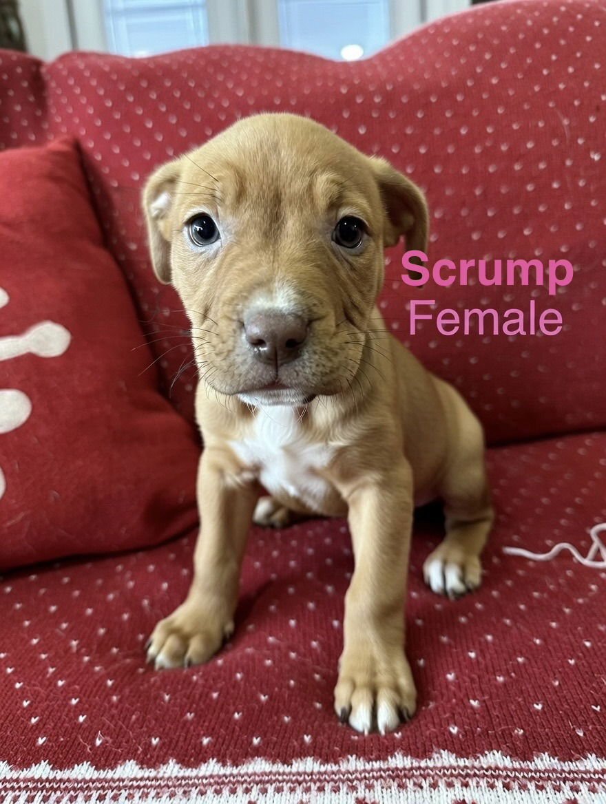 SCRUMP - Pit Bull Terrier available for adoption