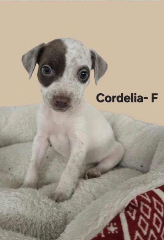 CORDELIA - Labrador Retriever / German Shorthaired Pointer available for adoption