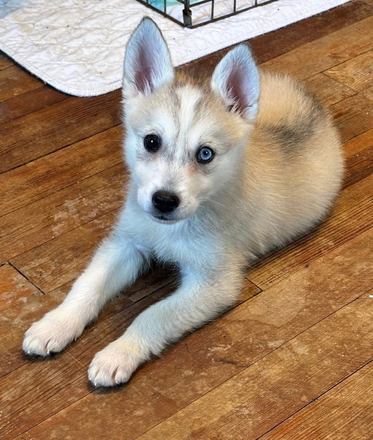HUSKY PUPPY - Husky available for adoption