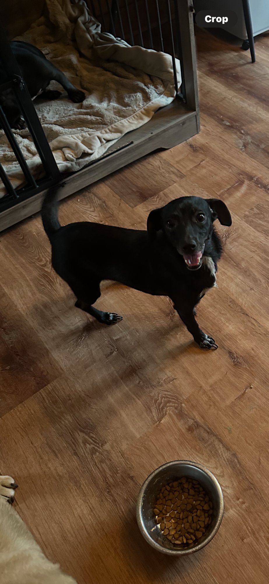 EVA - Chihuahua / Terrier available for adoption