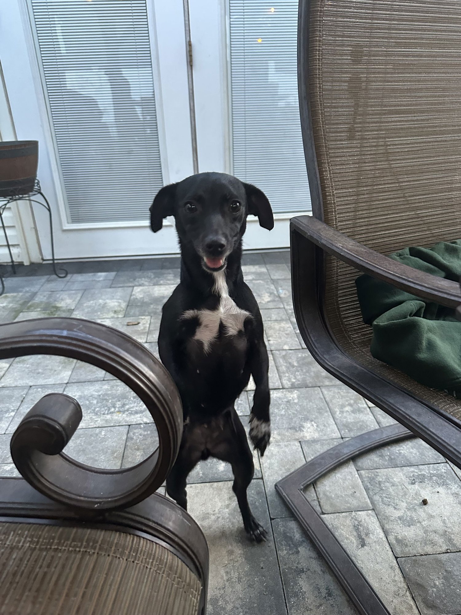 EVA - Chihuahua / Terrier available for adoption