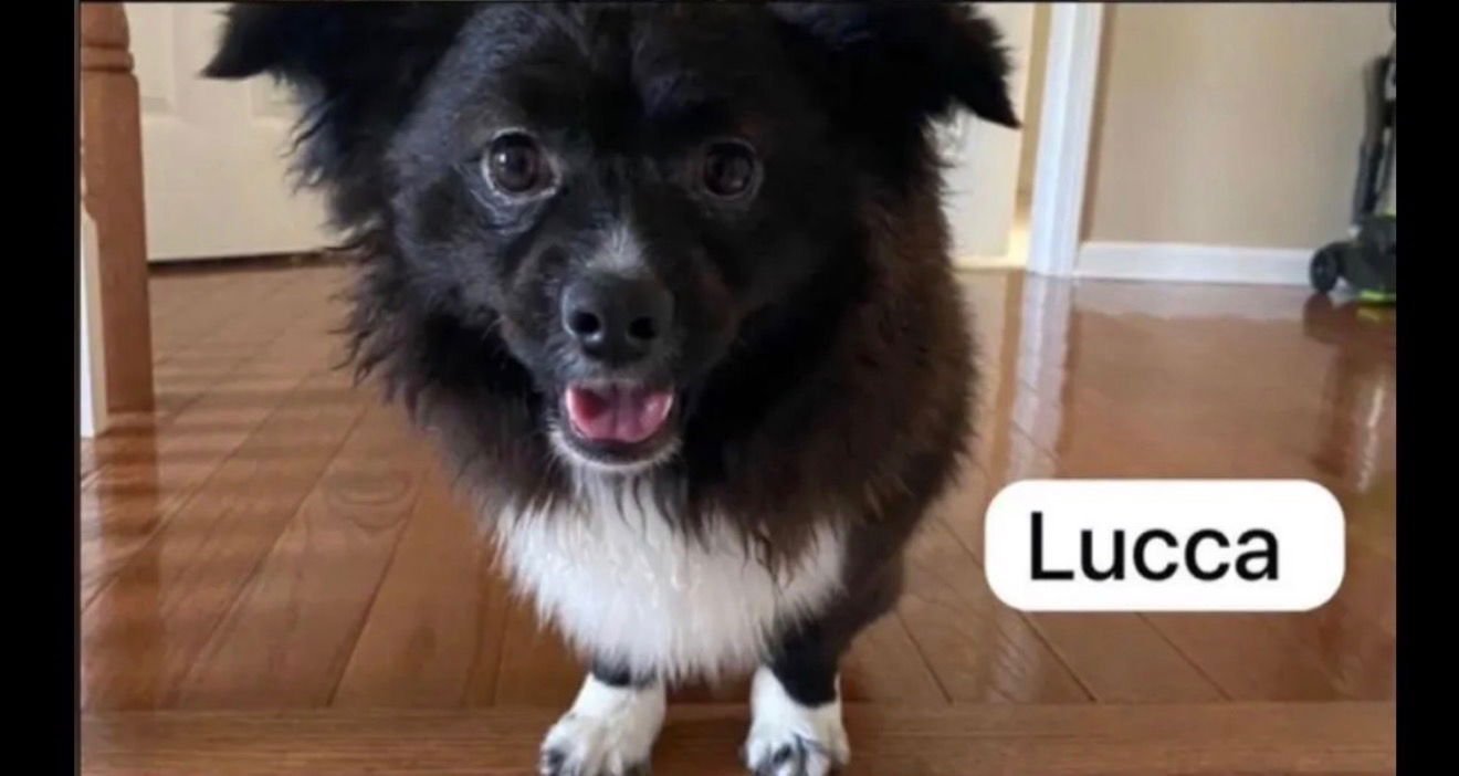 LUCCA - Pomeranian / Papillon available for adoption