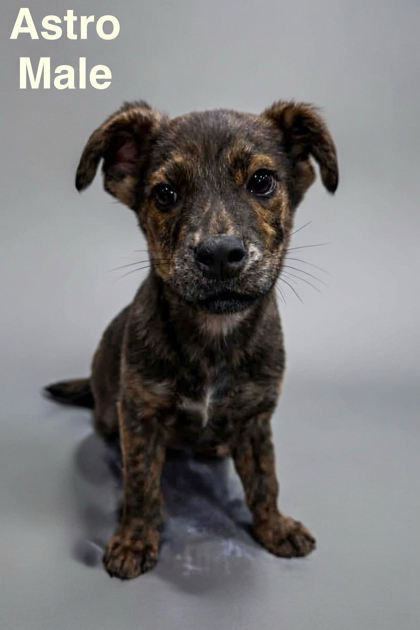 ASTRO - Shepherd / Mountain Cur available for adoption