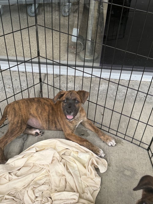 BESS - Hound / Retriever available for adoption