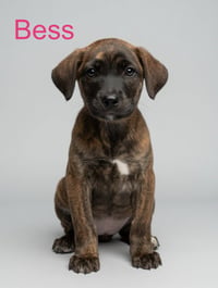 Bess - Photo 2