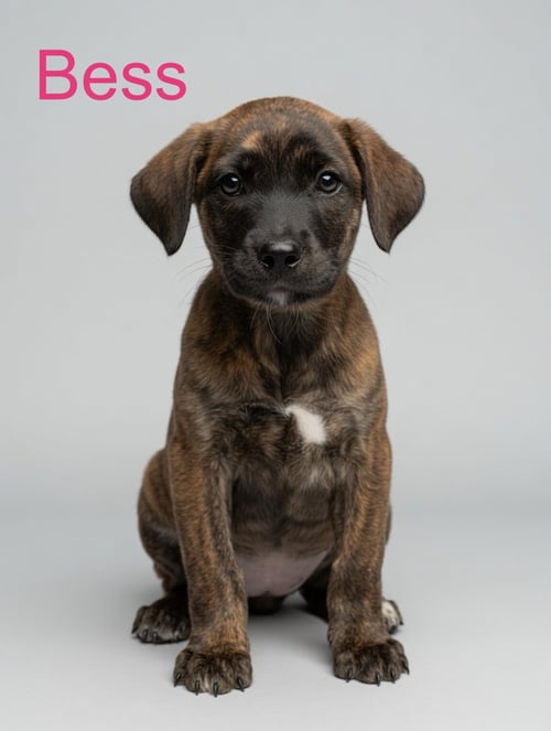 BESS - Hound / Retriever available for adoption