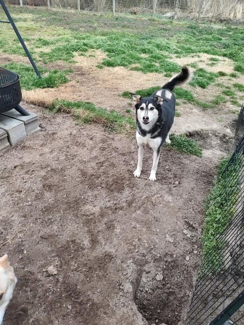 LUNA - Husky available for adoption