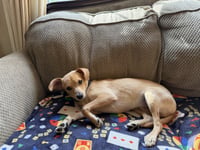 Joey - Photo 3