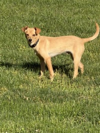 Joey - Photo 2