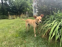 Joey - Photo 6
