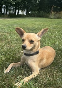 Joey - Photo 1
