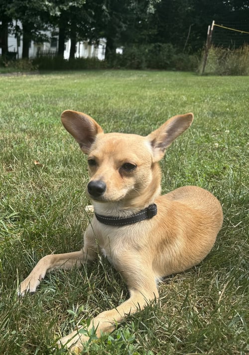 JOEY - Chihuahua / Rat Terrier available for adoption