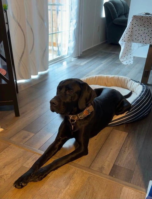 GOOFY - Retriever available for adoption
