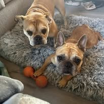 CANNOLI - French Bulldog available for adoption