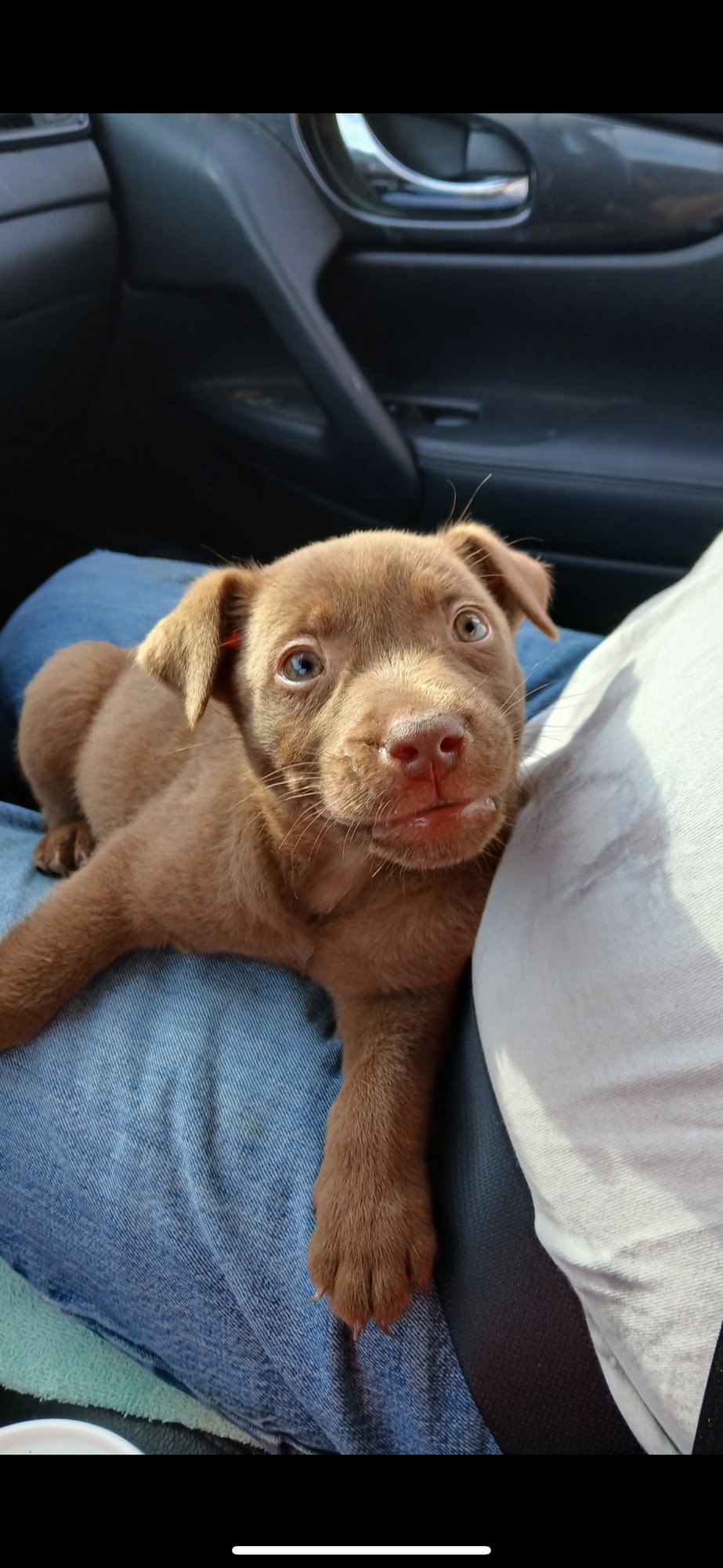 ODIE - Pit Bull Terrier / Labrador Retriever available for adoption