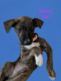 Bailey - Photo 3