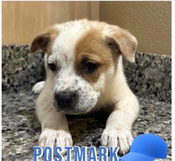 POSTMARK - Retriever / Boxer available for adoption